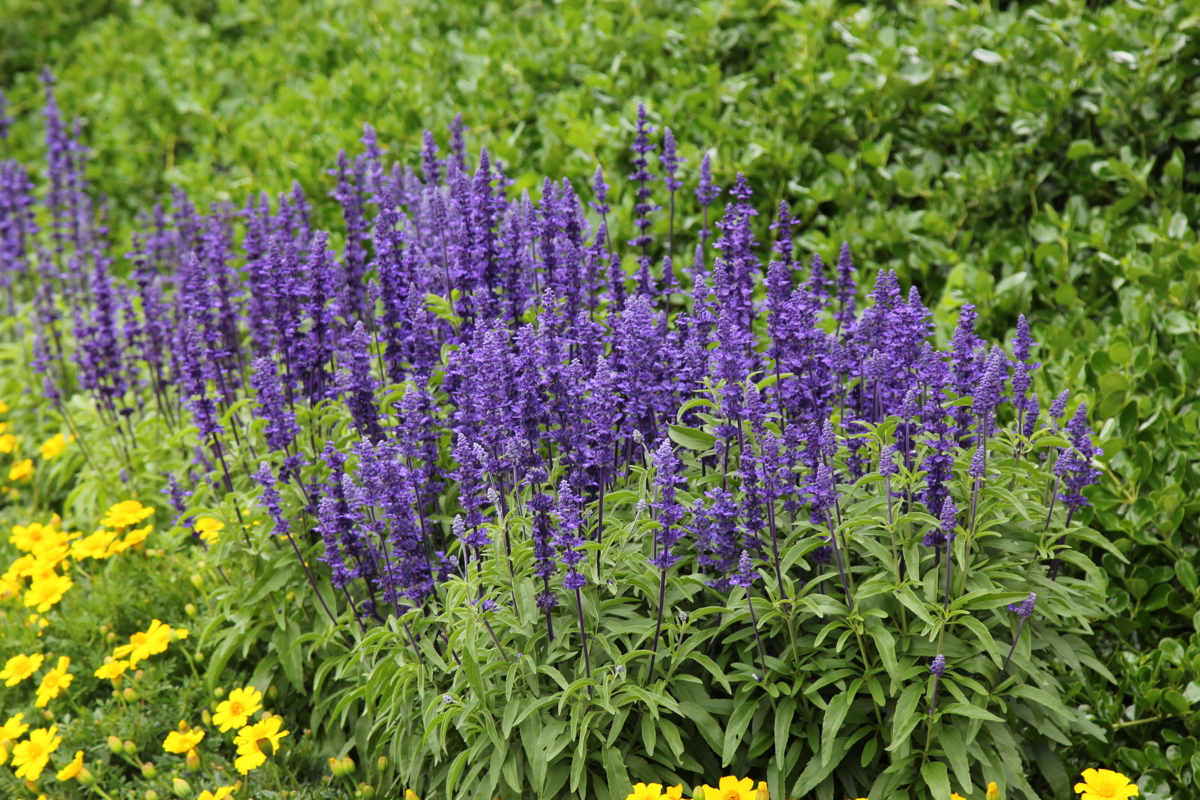 Salvia farinacea 'Victoria'