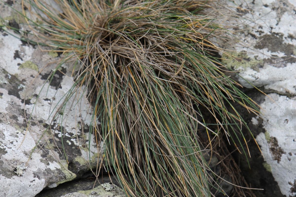 Festuca coxii.JPG