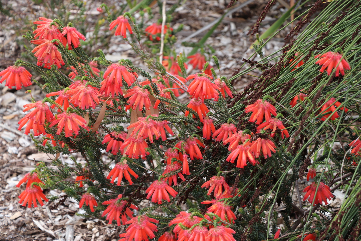 Erica cerinthoides.JPG