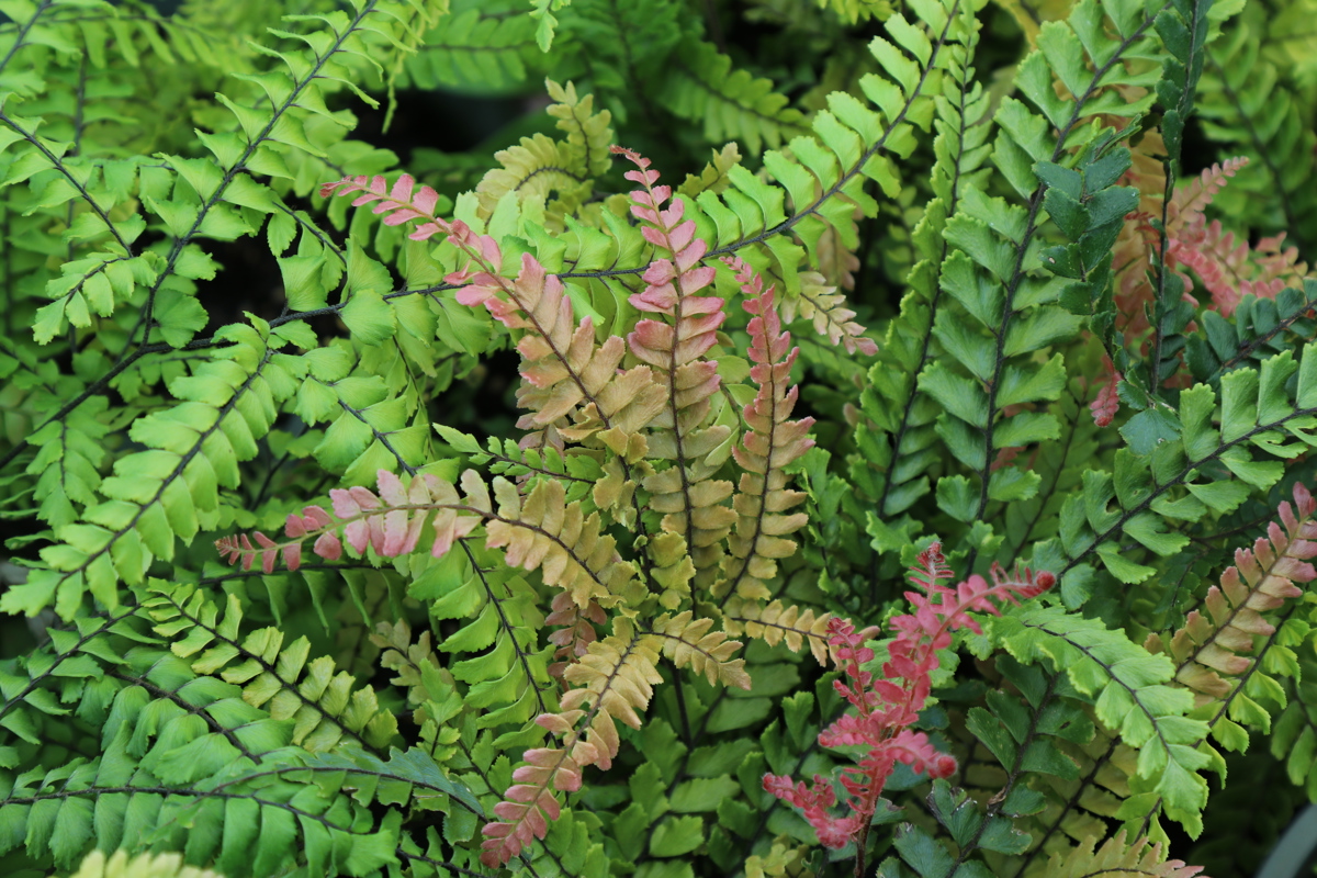 Adiantum hispidulum (1)