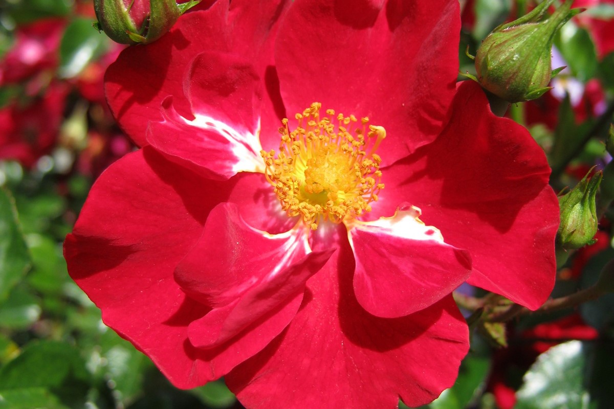 Rosa 'Flower Carpet Red'