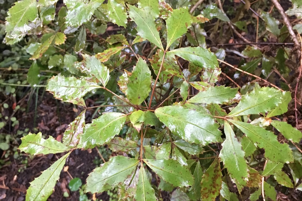 Pseudopanax discolor (3).JPG