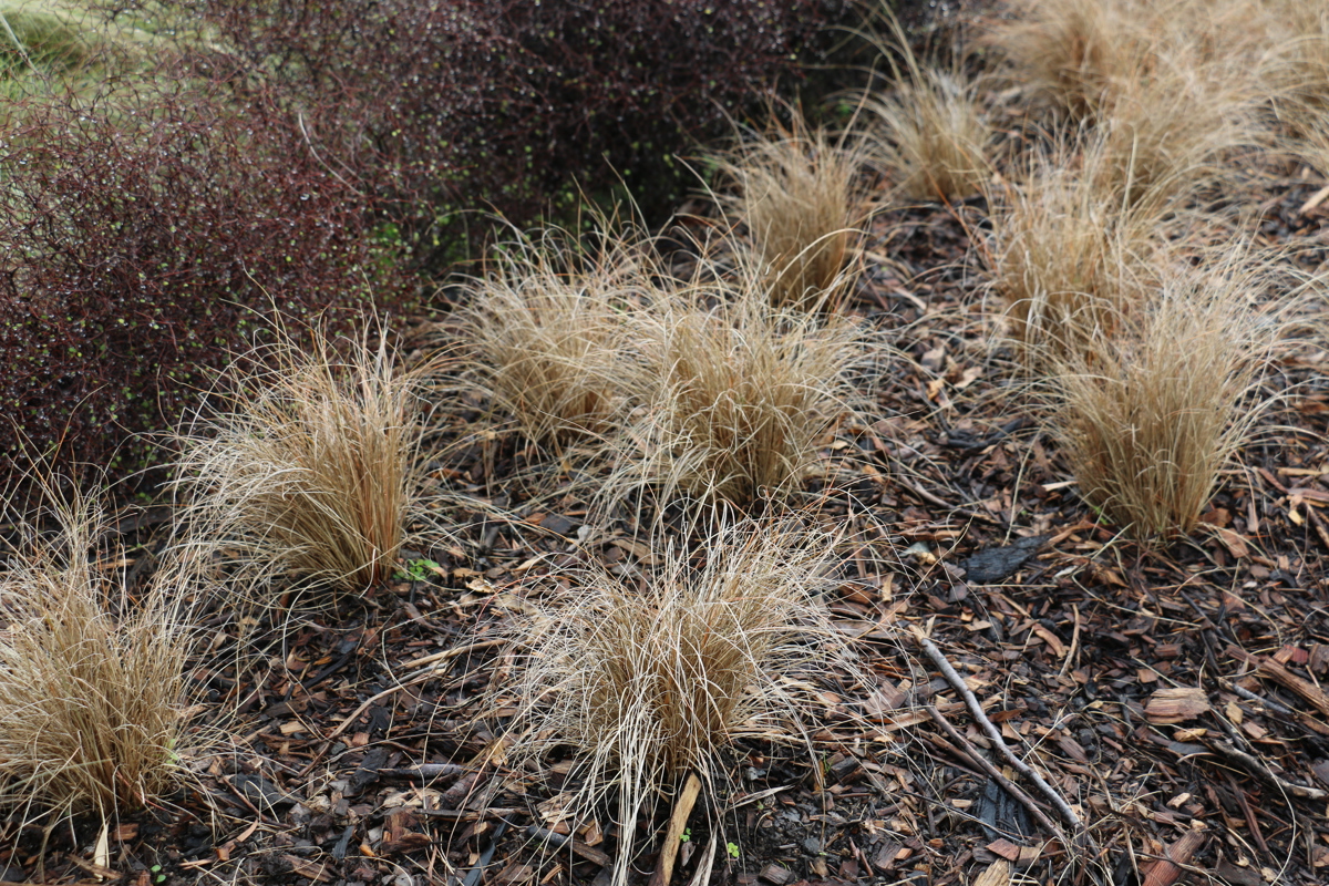 Carex comans 'Bronze' (1)