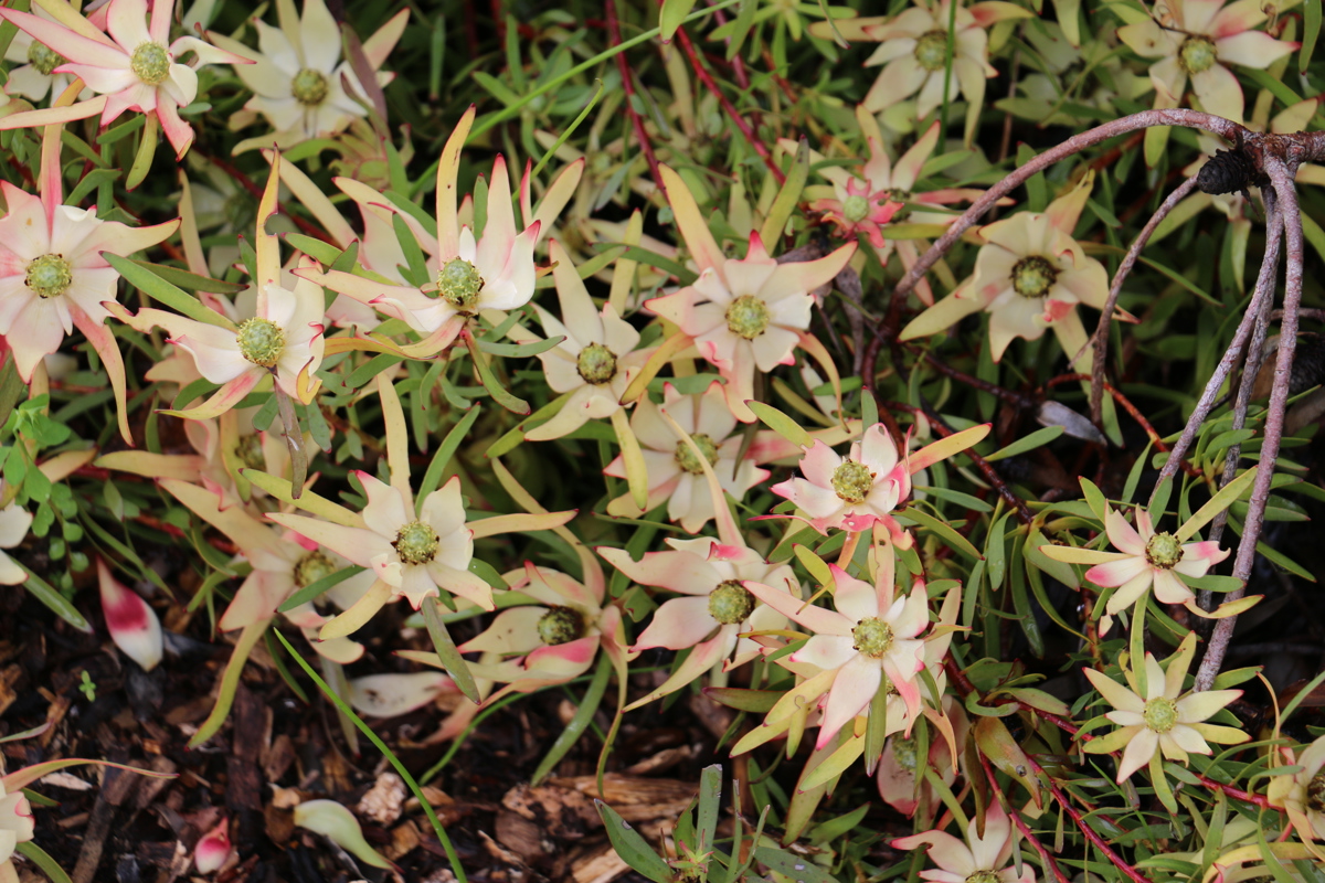 Leucadendron salignum 'Fireglow' 2.JPG