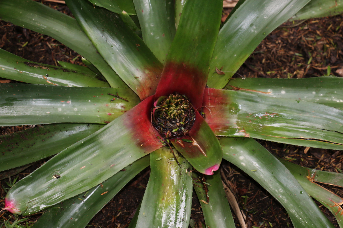 Neoregelia carolinae 2.JPG