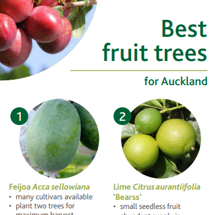 Fruit trees image