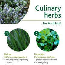 Culinary herbs image