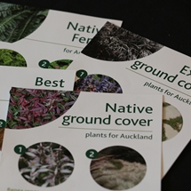 Ground covers image