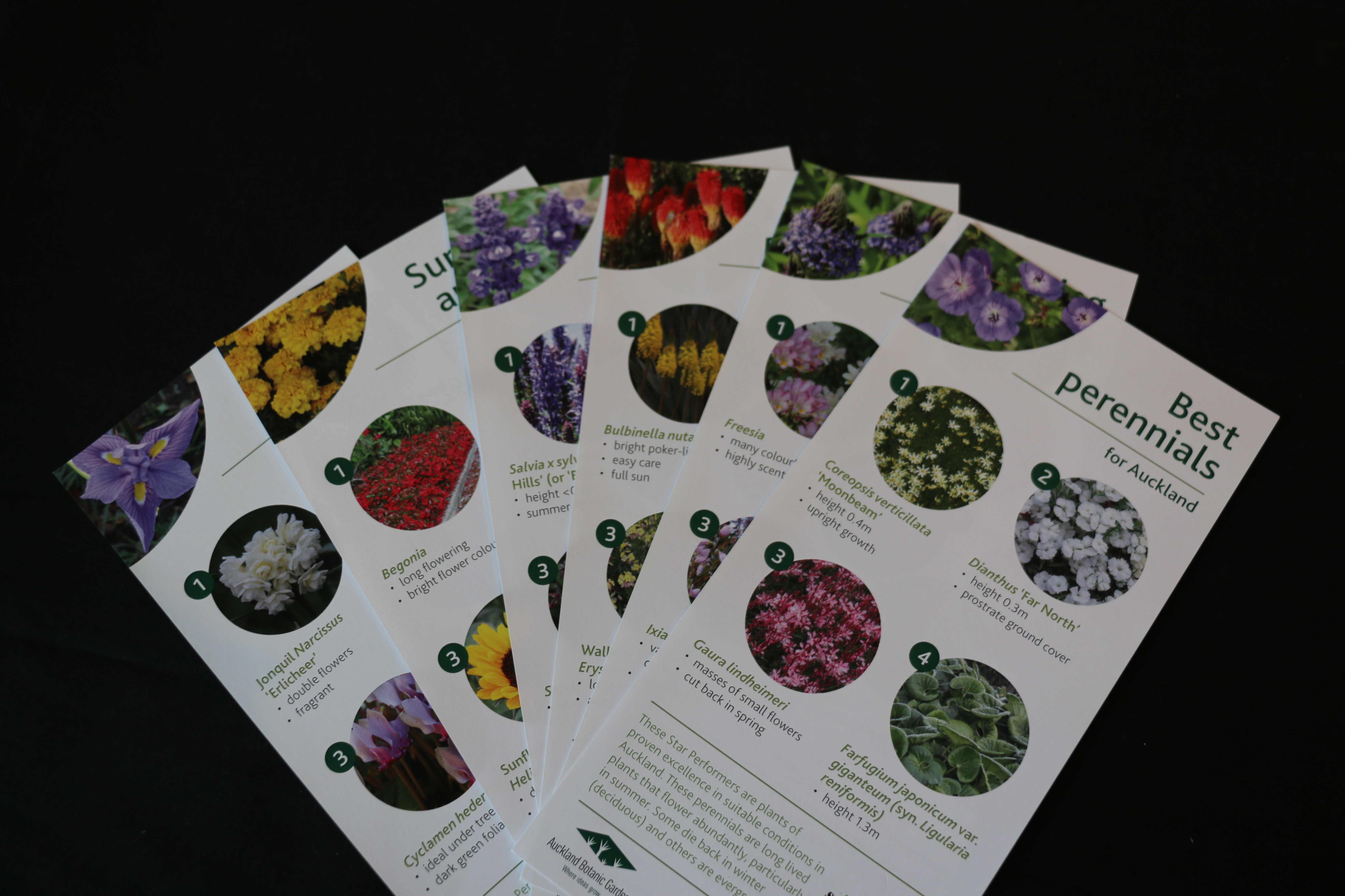 Annuals, bulbs and perennials image