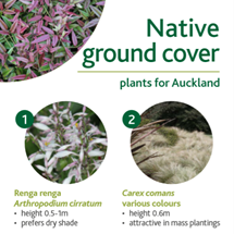 Native ground cover image
