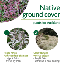 Native ground cover image