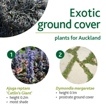 Exotic ground cover image