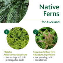 Native ferns image