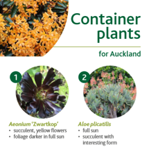 Container plants image