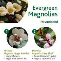 Evergreen magnolias image