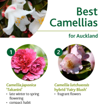 Camellias image
