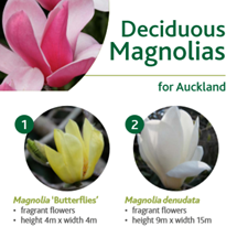 Deciduous magnolias image