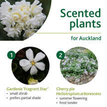 Scented plants image