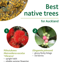 Native trees image