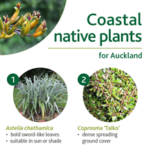 Coastal native plants image