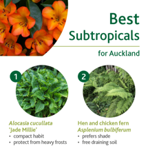 Subtropicals image