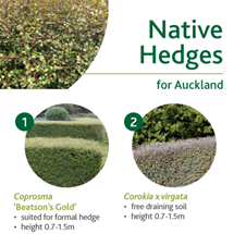 Native hedges image