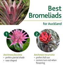 Bromeliads image