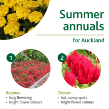 Summer annuals image