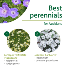 Perennials image