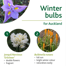 Winter bulbs image