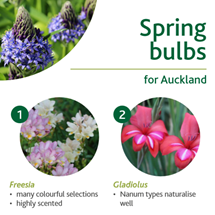 Spring bulbs image