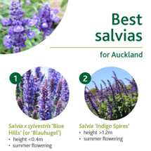 Salvias image