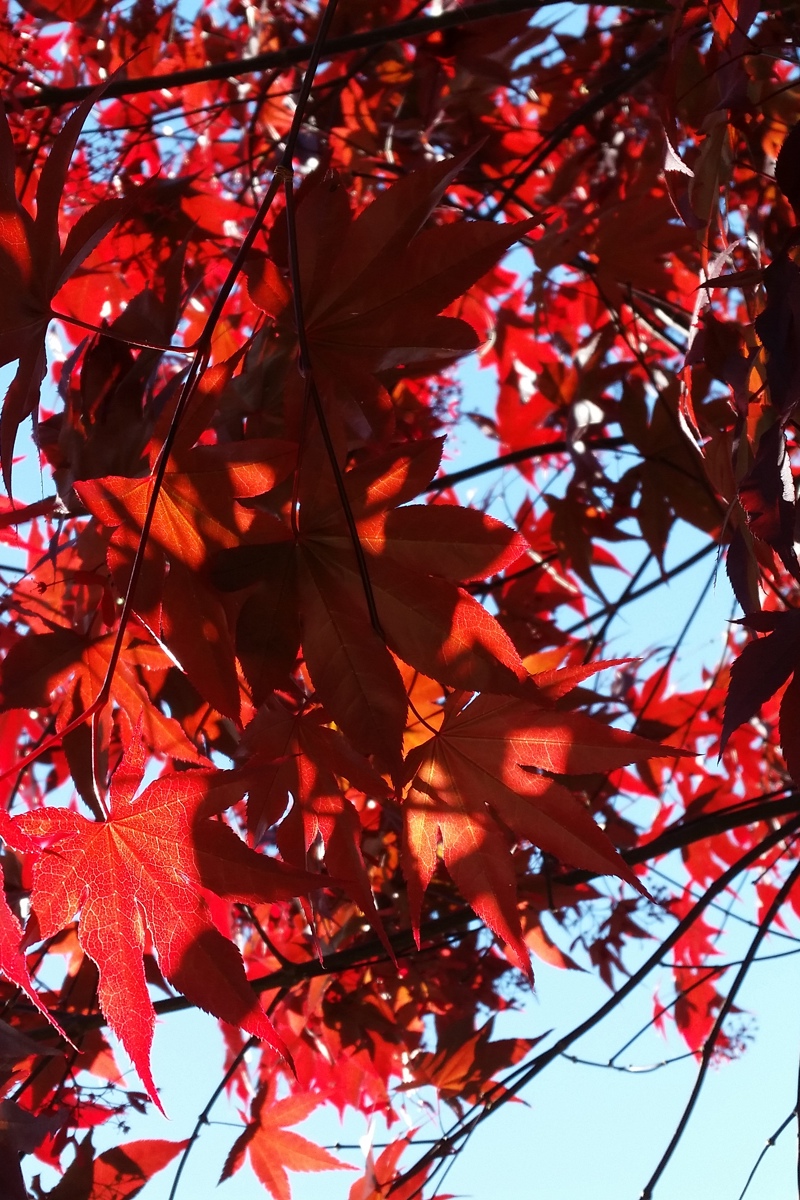 Acer palmatum 'Red Emperor' (2)