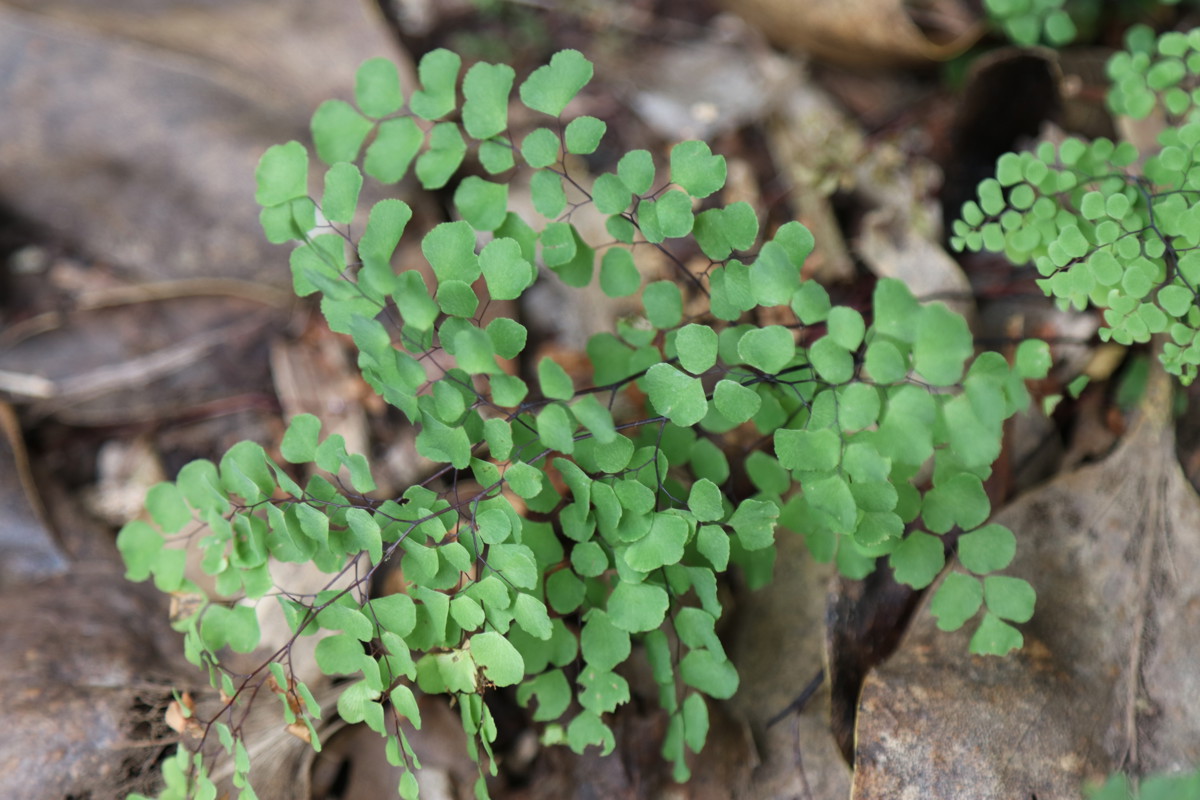 Adiantum aethiopicum (1)