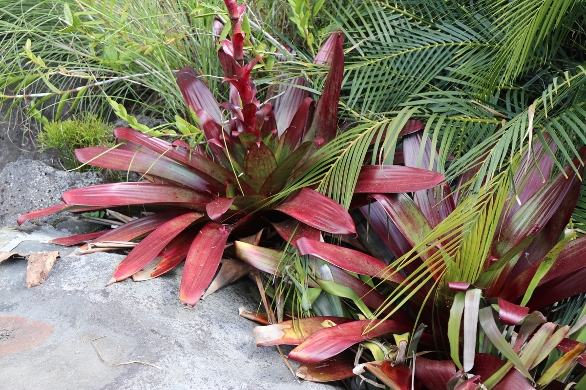 Alcanterea imperialis 'Rubra' (2)