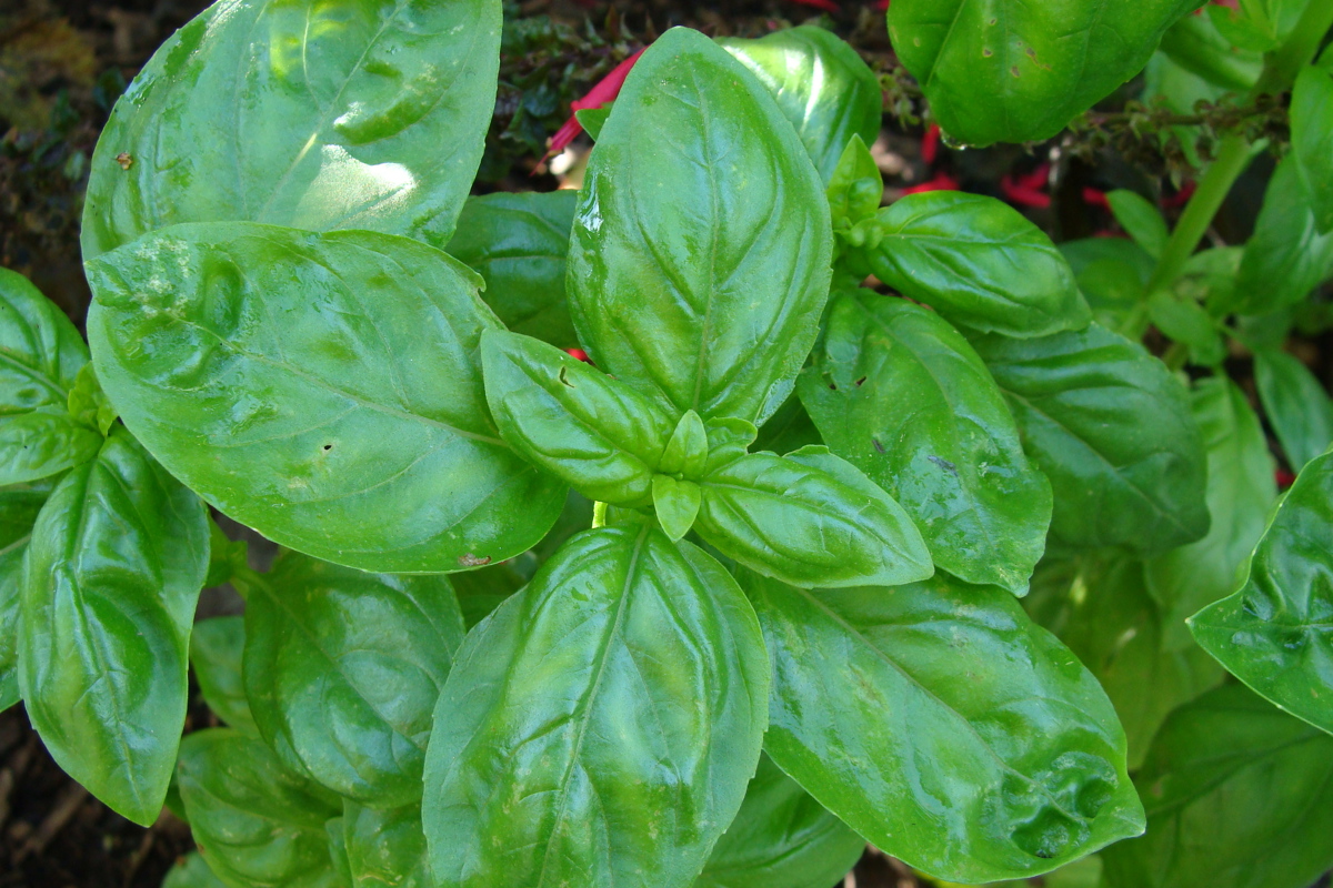 Basil 'Genovese giant' (1)