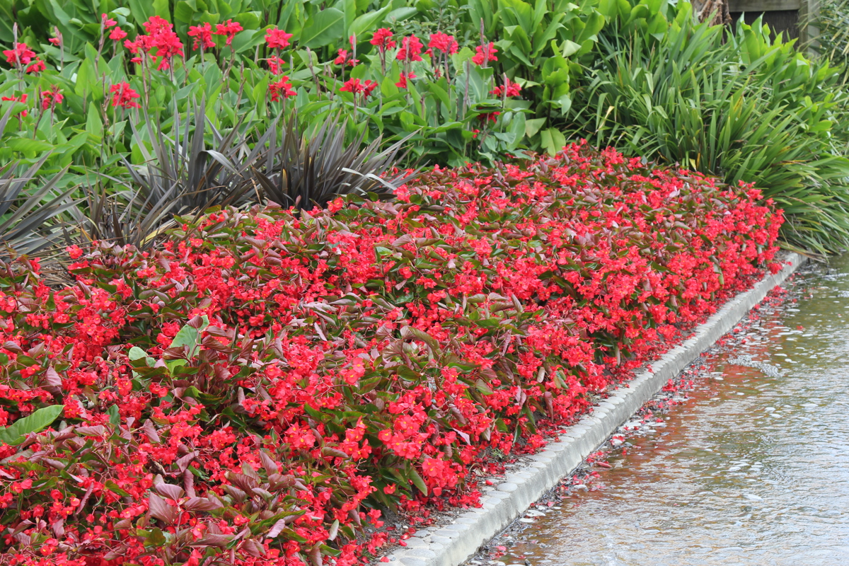 Begonia 'Dragon Wing Red' (1)