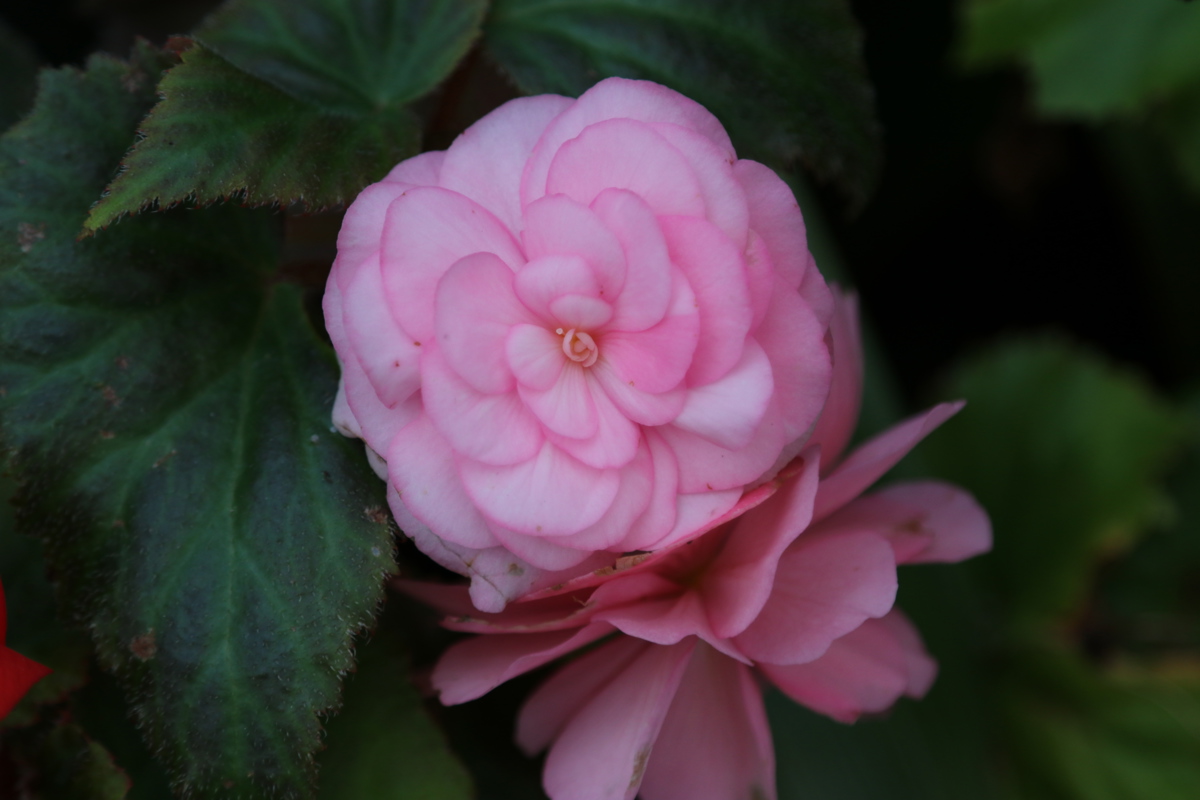 Begonia 'Nonstop'