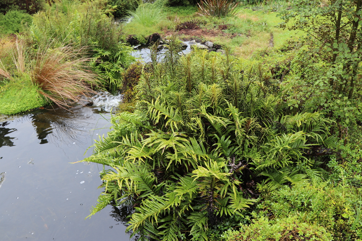 Blechnum minus