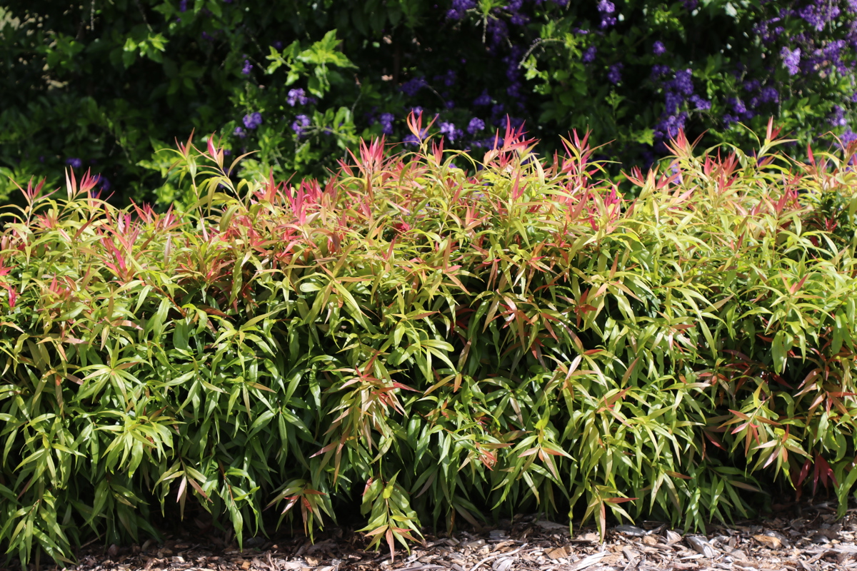 Callistemon 'Great Balls of Fire' (1)