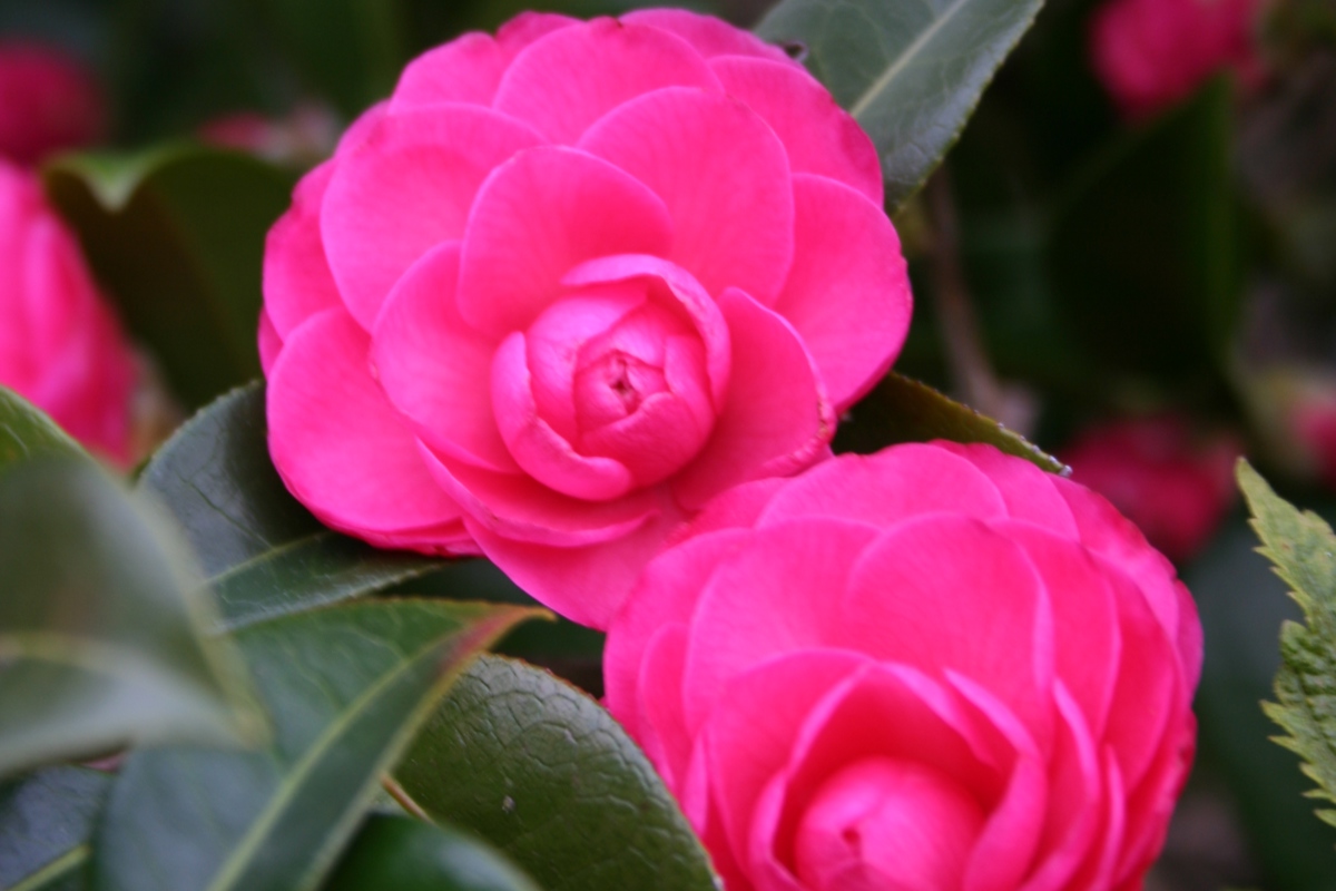 Camellia 'Adorable'