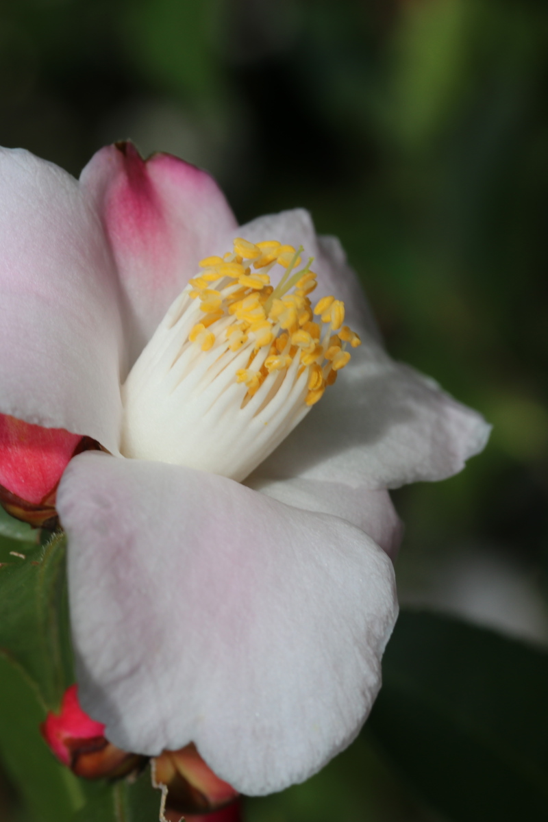 Camellia 'Fairy Blush'