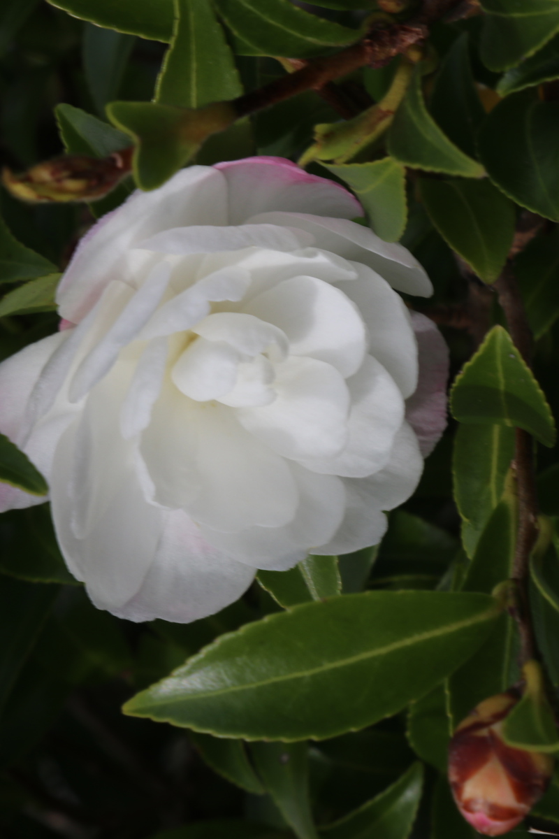 Camellia sasanqua 'Paradise Little Liane'