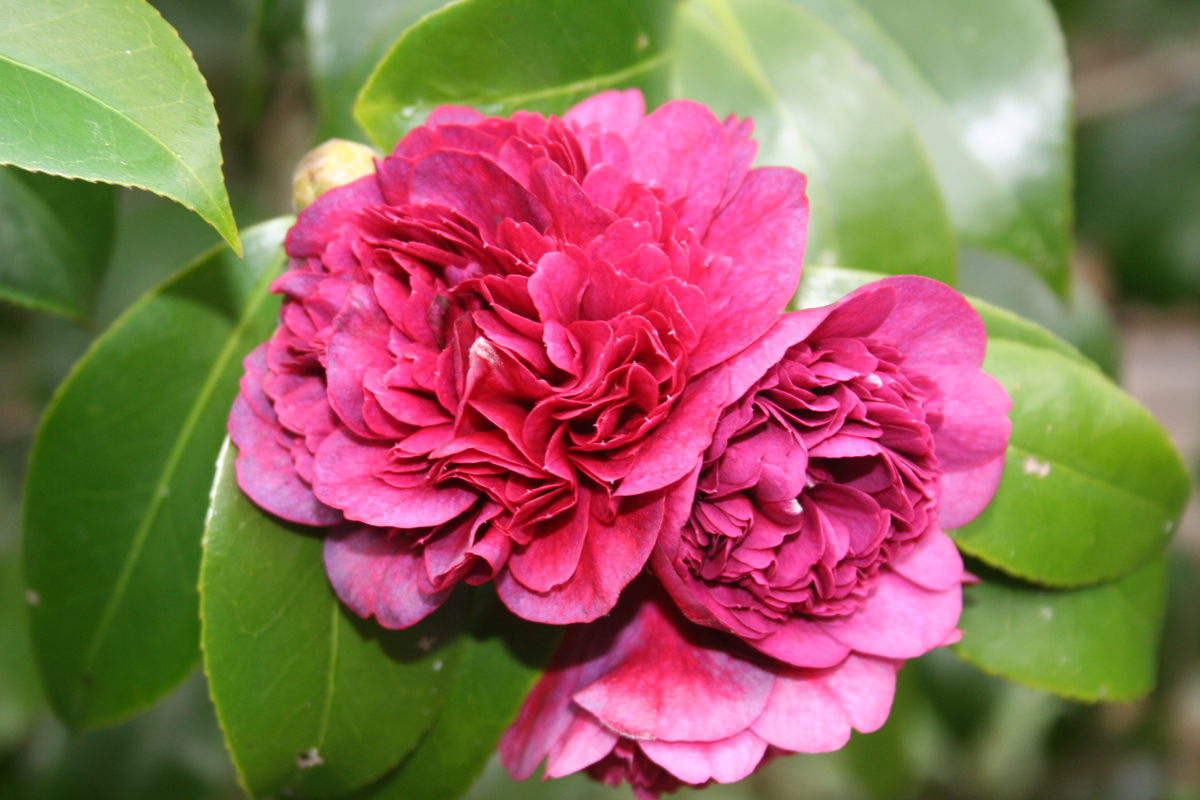 Camellia 'Takanini'