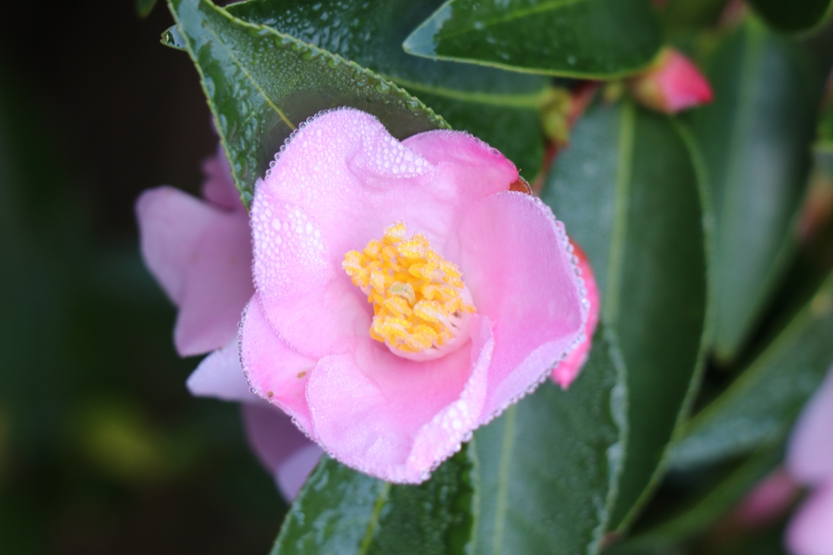 Camellia 'Transpink'