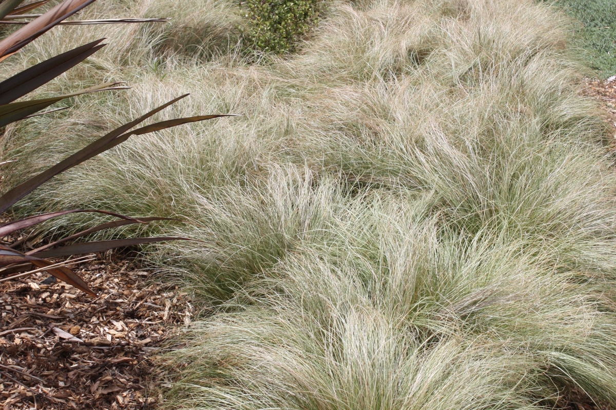 Carex comans 'Frosted Curls'