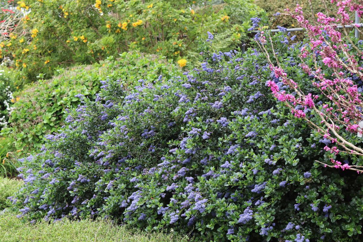 Ceanothus 'Yankee Point'