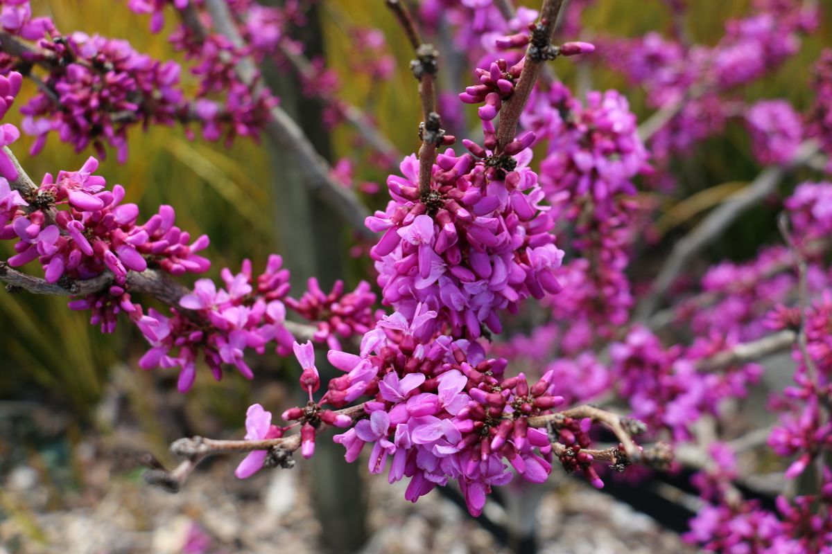 Cercis chinensis 'Avondale' (2)