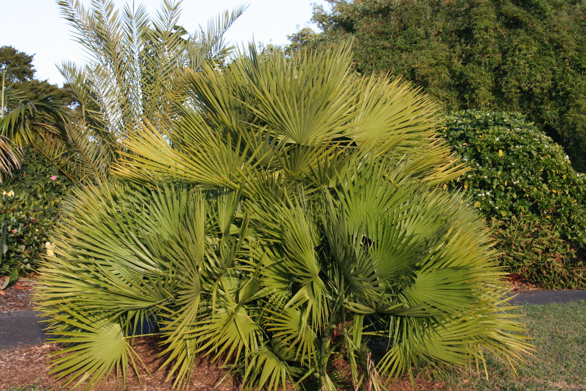 Chamaerops humilis