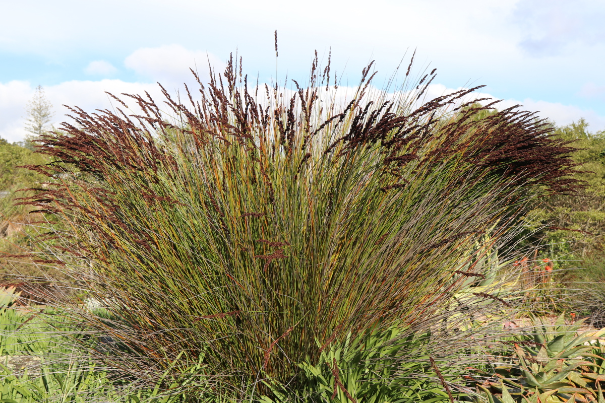 Chondropetalum tectorum (1)